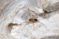 La Scytie ou l'Araigne cracheuse. Un mle (Araneae - Scytodidae - Scytodes thoracica)